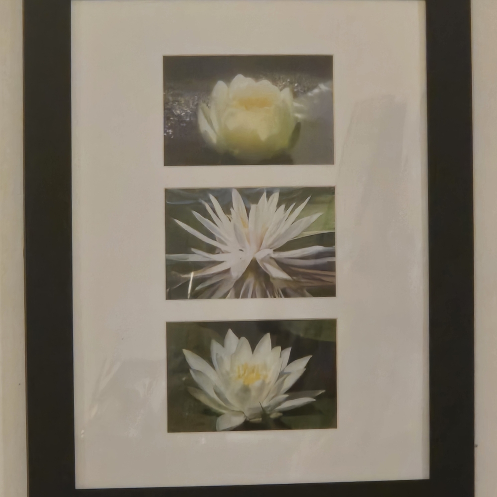 Framed Water Lily Art Print